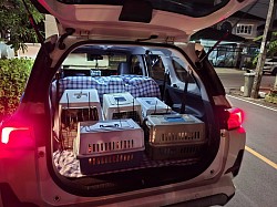 รับ ส่ง สัตว์เลี้ยง