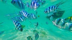 ดำน้ำ ดูปะการัง